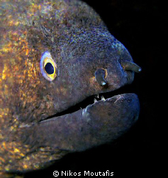 give me a kiss sweety!!!! by Nikos Moutafis 